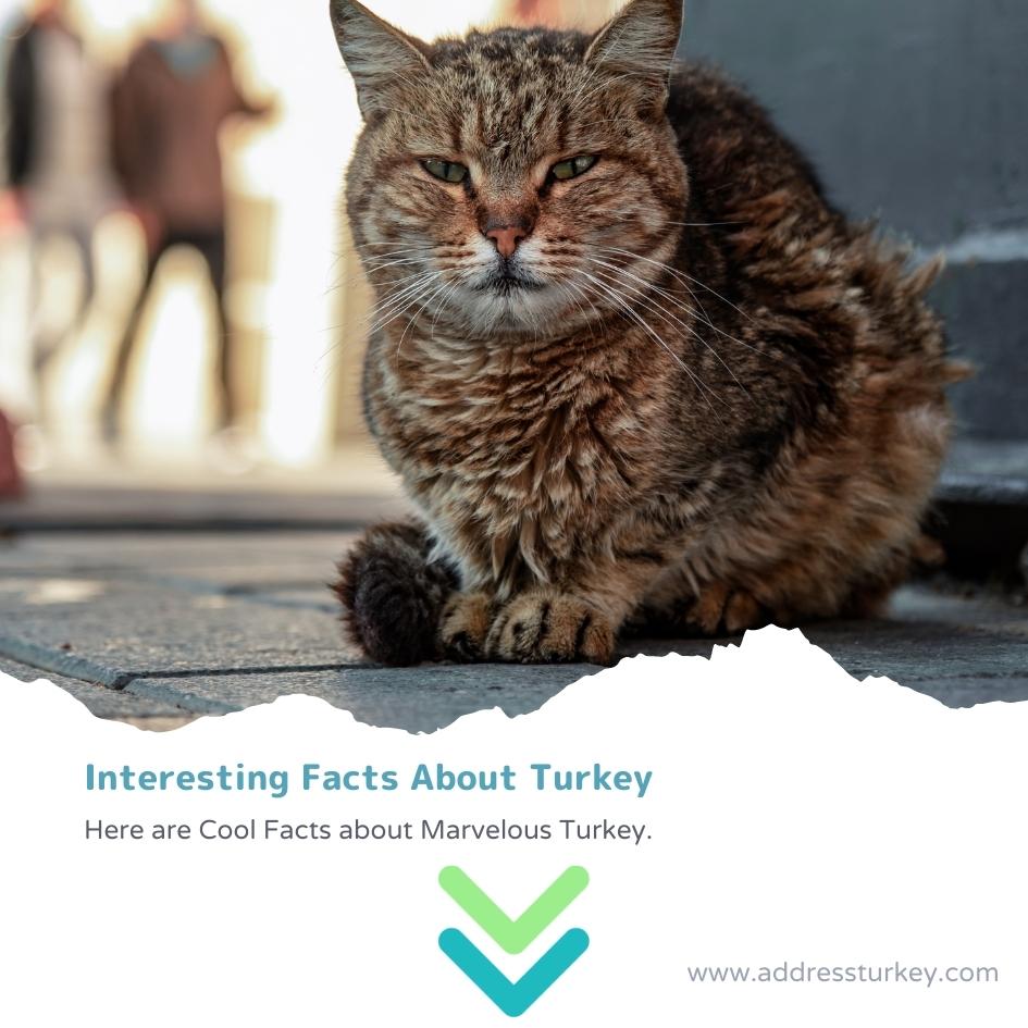 Cool things about Turkey