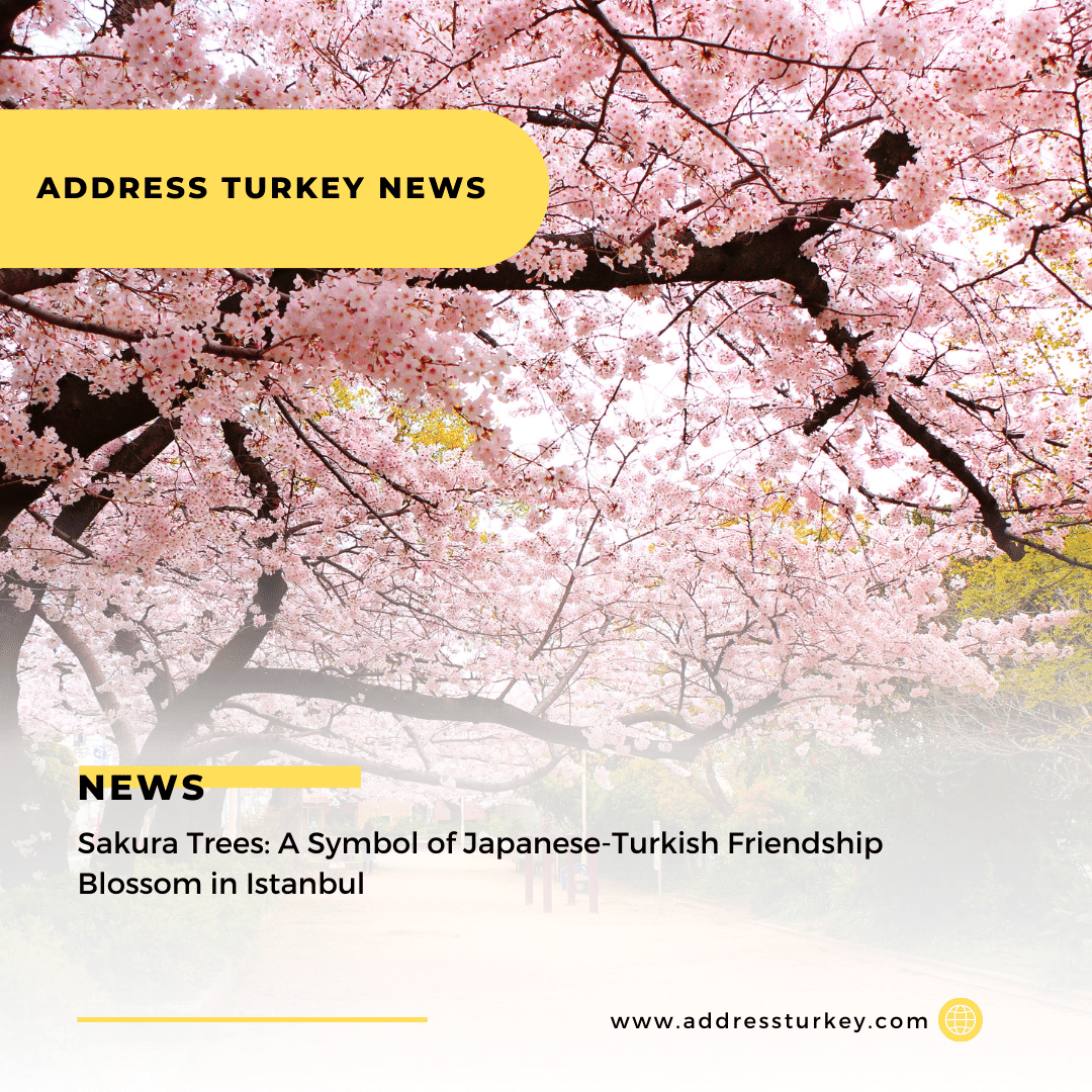 Sakura Trees: A Symbol of Japanese-Turkish Friendship Blossom in Istanbul