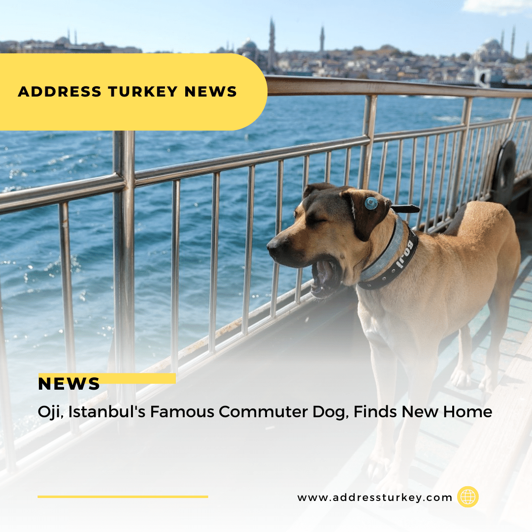 Oji, Istanbul's Famous Commuter Dog, Finds New Home